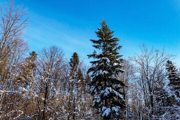 Landscapes - Forest - Europe, Romania, Suceava region