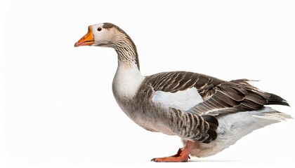 goose isolated on white