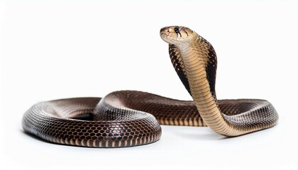 Fototapeta premium snake in front of background