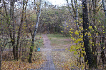 A peaceful autumn forest scene featuring a dirt pathway surrounded by trees with colorful yellow and brown leaves, capturing the tranquil essence of nature in fall.