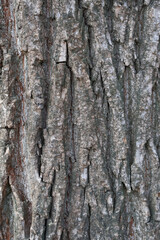 High-resolution close-up of tree bark showcasing its rough, intricate texture and natural patterns, perfect for backgrounds or nature-inspired designs