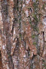 Detailed view of rough tree bark with hints of green moss, showcasing natural textures and organic beauty for forest or nature themes