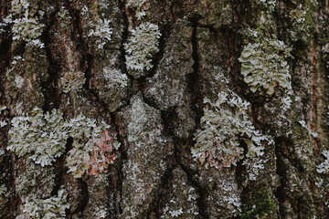 tree bark texture on background