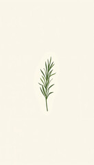 Fototapeta premium Minimalist Single Plant Sprig with Needle-like Leaves on Off-white Background [with spaces]