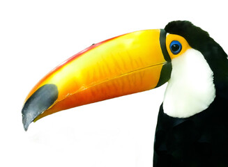 The beak of a Toco toucan isolated on white © Herman Vlad