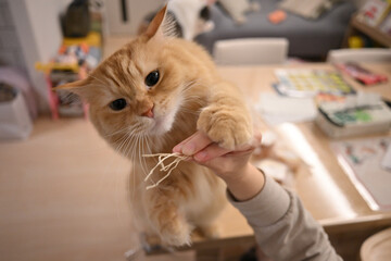 食べ物がほしい猫のマンチカン
