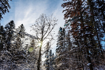 Landscapes - Forest - Europe, Romania, Suceava region