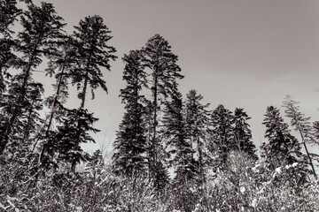 Landscapes - Forest - Europe, Romania, Suceava region