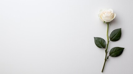 Fototapeta premium A delicate white rose with green leaves, beautifully arranged on a soft, light background for an elegant and serene presentation.