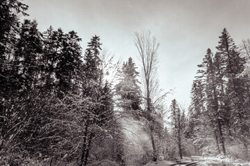 Landscapes - Forest - Europe, Romania, Suceava region