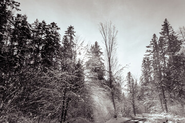 Landscapes - Forest - Europe, Romania, Suceava region