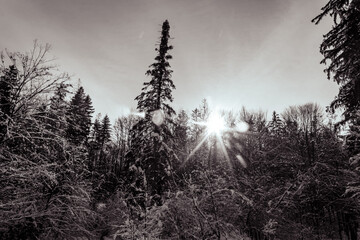 Landscapes - Forest - Europe, Romania, Suceava region