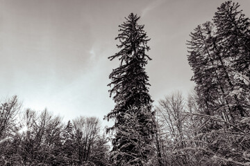 Landscapes - Forest - Europe, Romania, Suceava region