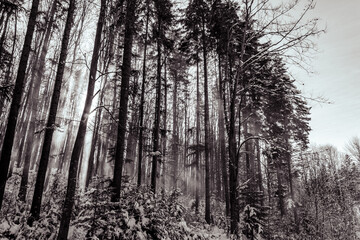 Landscapes - Forest - Europe, Romania, Suceava region