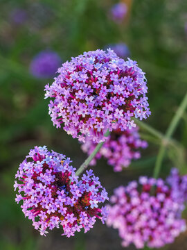 Verbena bonariensis or the purpletop vervain flower, close up. Argentinian vervain or pretty verbena is herbaceous, perennial, flowering plant of the family Verbenaceae.