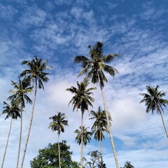 Coconut trees on the blue sky