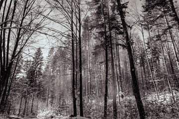 Landscapes - Forest - Europe, Romania, Suceava region