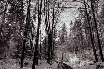 Landscapes - Forest - Europe, Romania, Suceava region