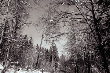 Landscapes - Forest - Europe, Romania, Suceava region