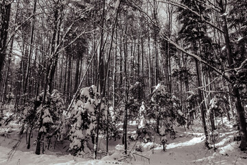 Landscapes - Forest - Europe, Romania, Suceava region