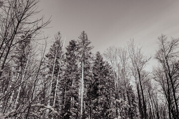 Landscapes - Forest - Europe, Romania, Suceava region