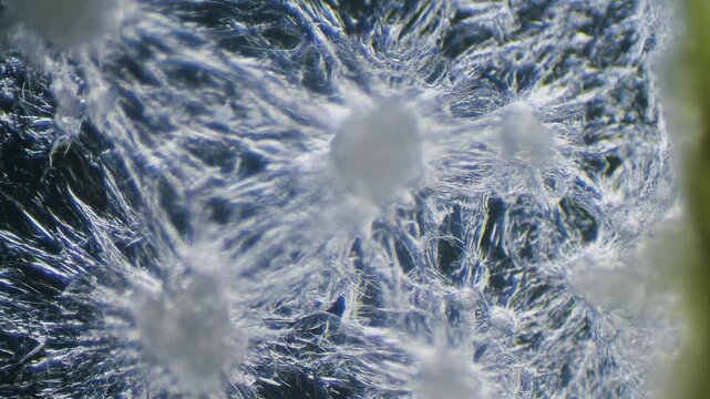 Juicy pear slice under microscope with two color lighting with dark background.