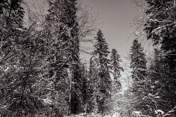 Landscapes - Forest - Europe, Romania, Suceava region
