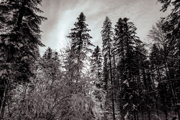 Landscapes - Forest - Europe, Romania, Suceava region