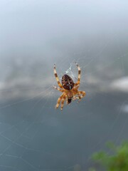 spider 