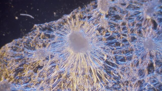 Juicy pear slice under microscope with two color lighting with dark background.
