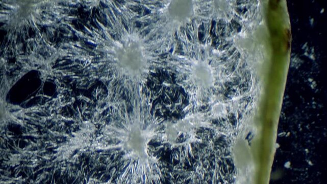 Juicy pear slice under microscope with two color lighting with dark background.