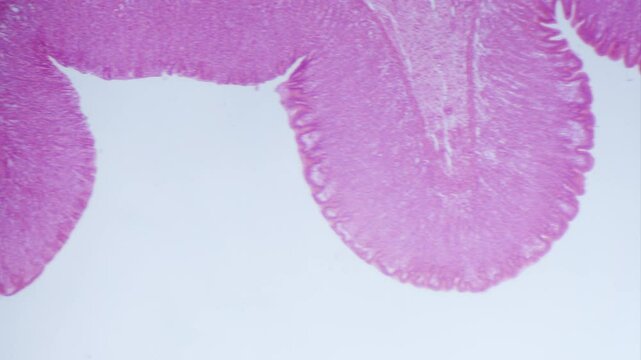 Corpus ventriculi stomach epithelium section under microscope 4x objective bright field