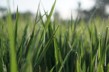 Dew on Rice Field Grass