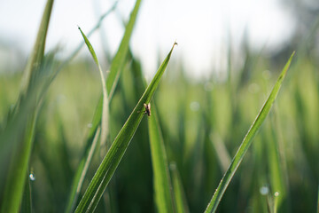 Dew on Rice Field Grass