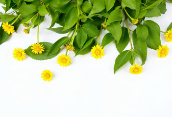 flower, spring, nature,