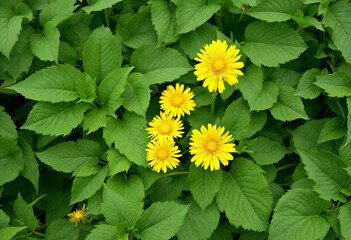yellow flowers in the garden