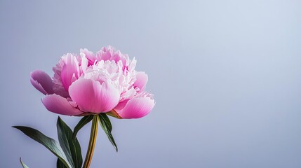 A bright pink peony against a soft lavender background, close-up shot, Minimalist style