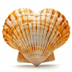 Fototapeta premium Beautiful scallop shell forming a heart shape