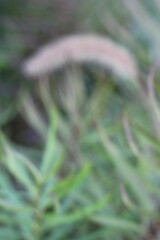 A dreamy view of grasses growing in the meadow.