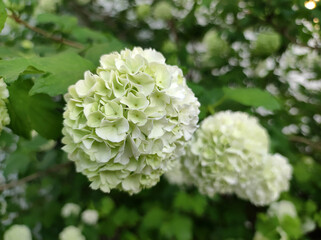blooming snowball bush viburnum in spring