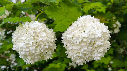 blooming snowball bush viburnum in spring