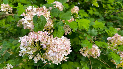 blooming snowball bush viburnum in spring