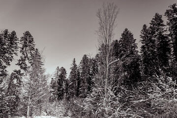 Landscapes - Forest - Europe, Romania, Suceava region