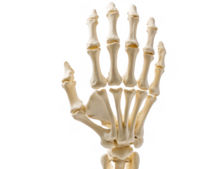 Human Hand Skeleton Palm View Isolated on Transparent Background