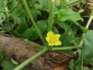 Fresh star like yellow watermelon flower in the wild.
