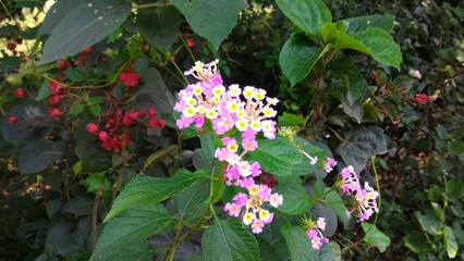 Lantana camara is a species of flowering plant in the verbena family, native to the American tropics. 