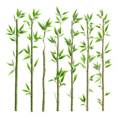 Fototapeta premium Isolated Bamboo Stalks with Green Leaves on Transparent Background