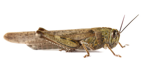 Egyptian grasshopper or Egyptian locust (Anacridium aegyptium) isolated on white, clipping
