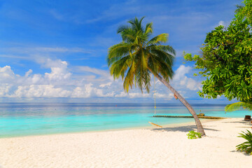 Dreamlike beach with palm trees in the Maldives. Baa Atoll, Asia
