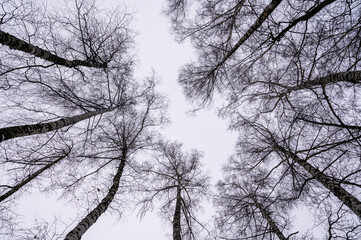Tree branch. View from below on tree branches in winter. Trees silhouette in sky. Nature forest background.